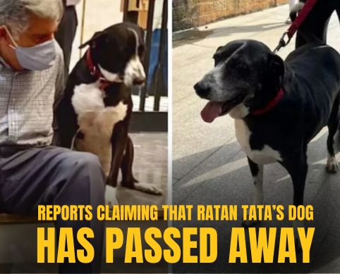 Ratan Tata’s dog,